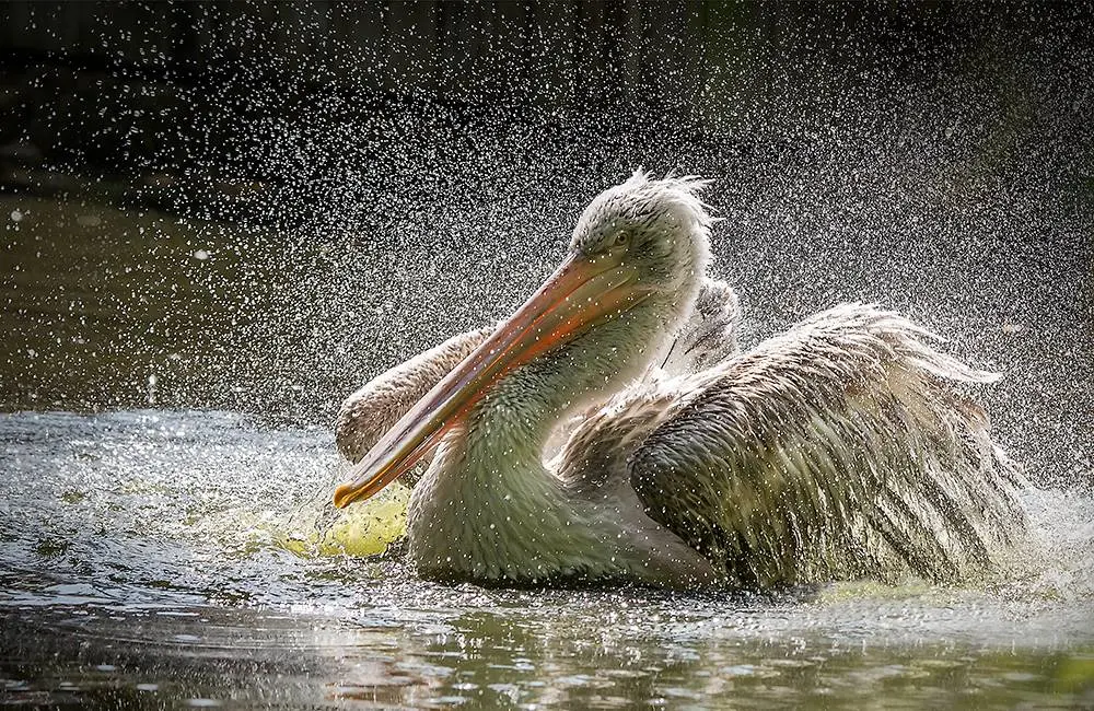 Carmen-LEARDINI_animals_wildlife