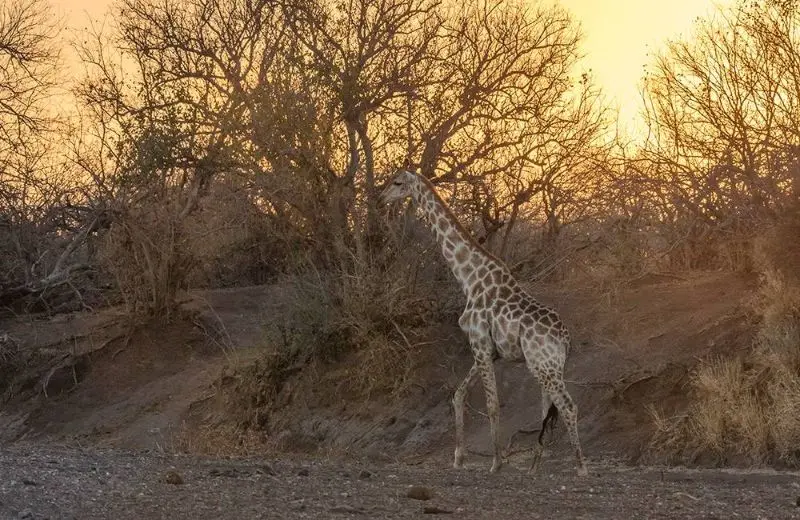 Carmen-LEARDINI_animals_wildlife