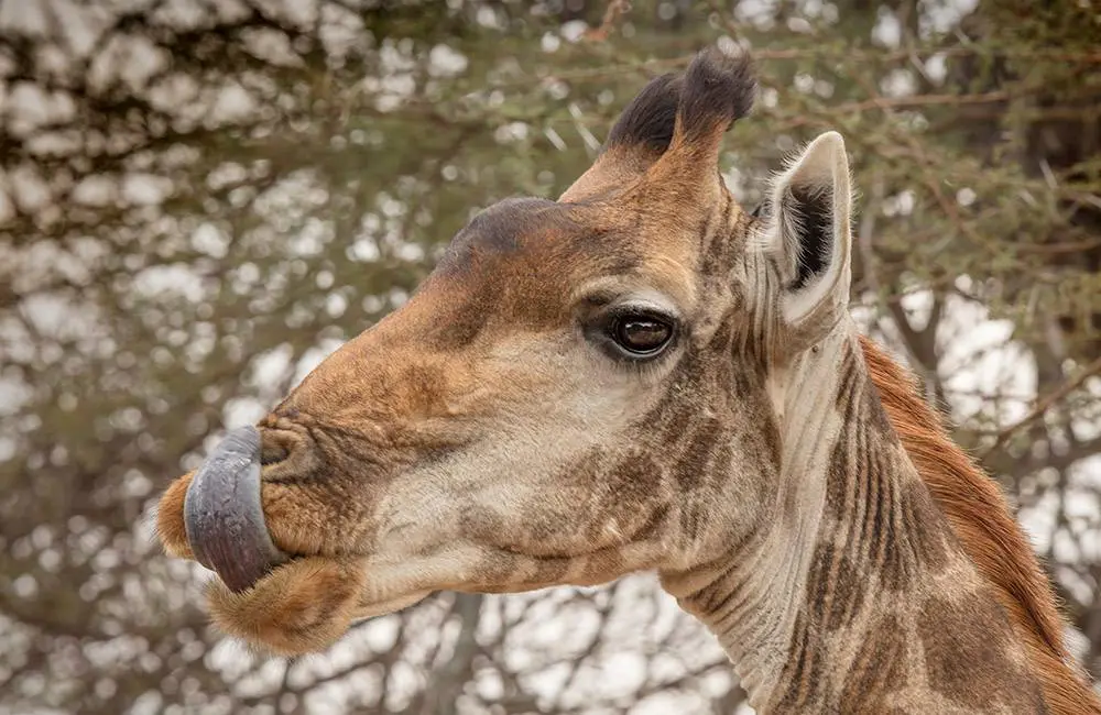 Carmen-LEARDINI_animals_wildlife