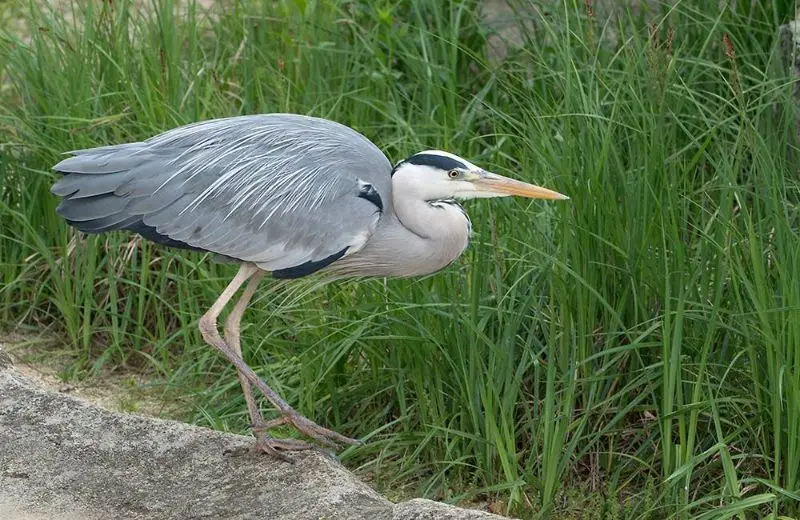 Carmen-LEARDINI_animals_wildlife