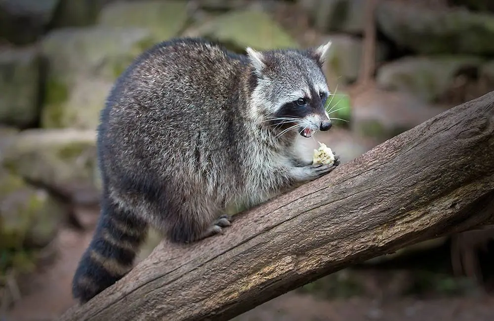 Carmen-LEARDINI_animals_wildlife