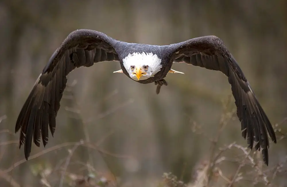 Carmen-LEARDINI_animals_wildlife