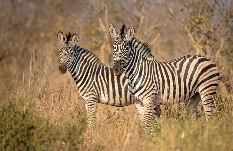 Carmen-LEARDINI_animals_wildlife