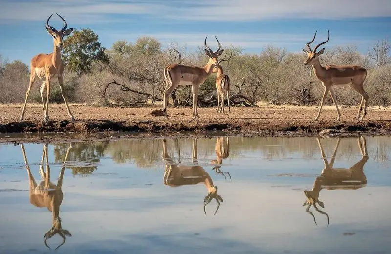 Carmen-LEARDINI_animals_wildlife