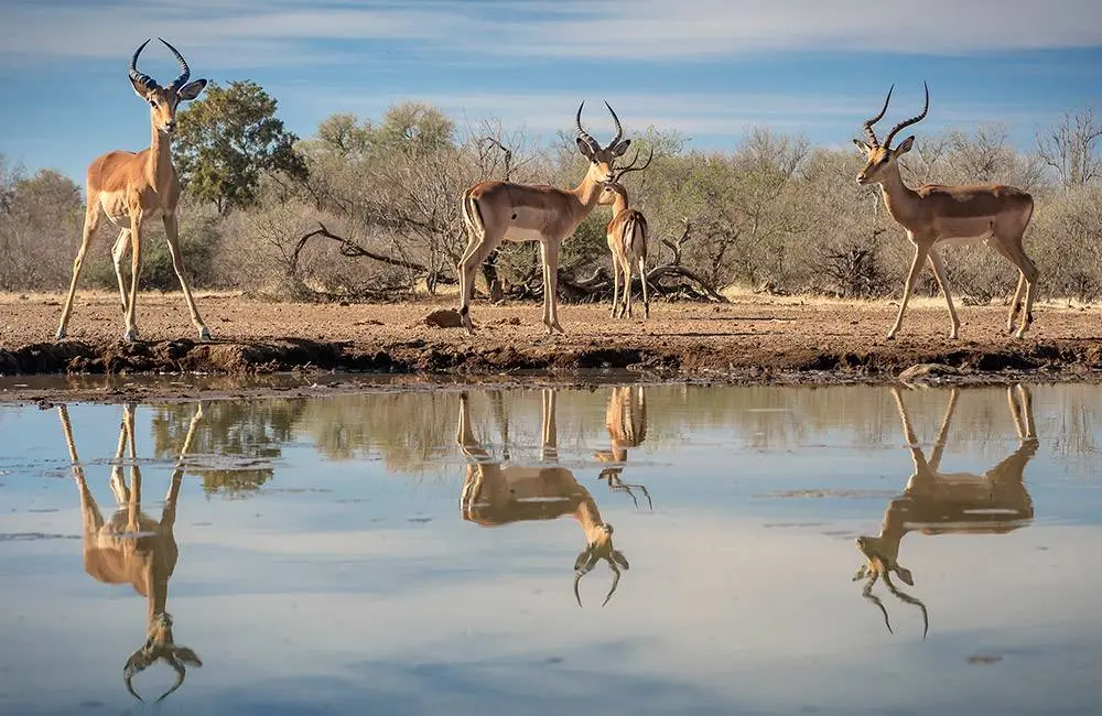 Carmen-LEARDINI_animals_wildlife